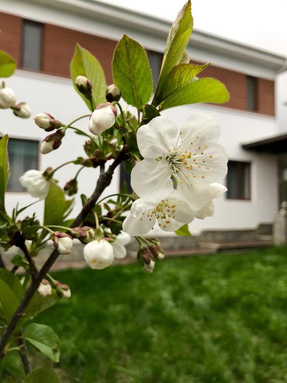 Gabala Sweet Lounge Villa Екстериор снимка
